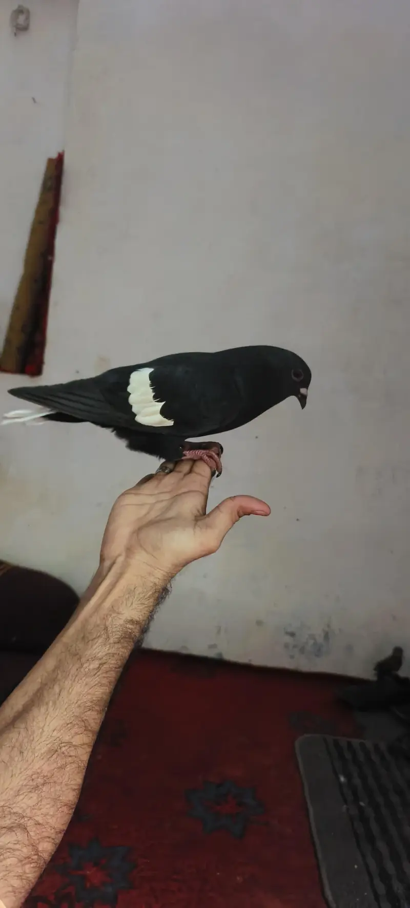 Beautiful pigeon for sale — photo 3