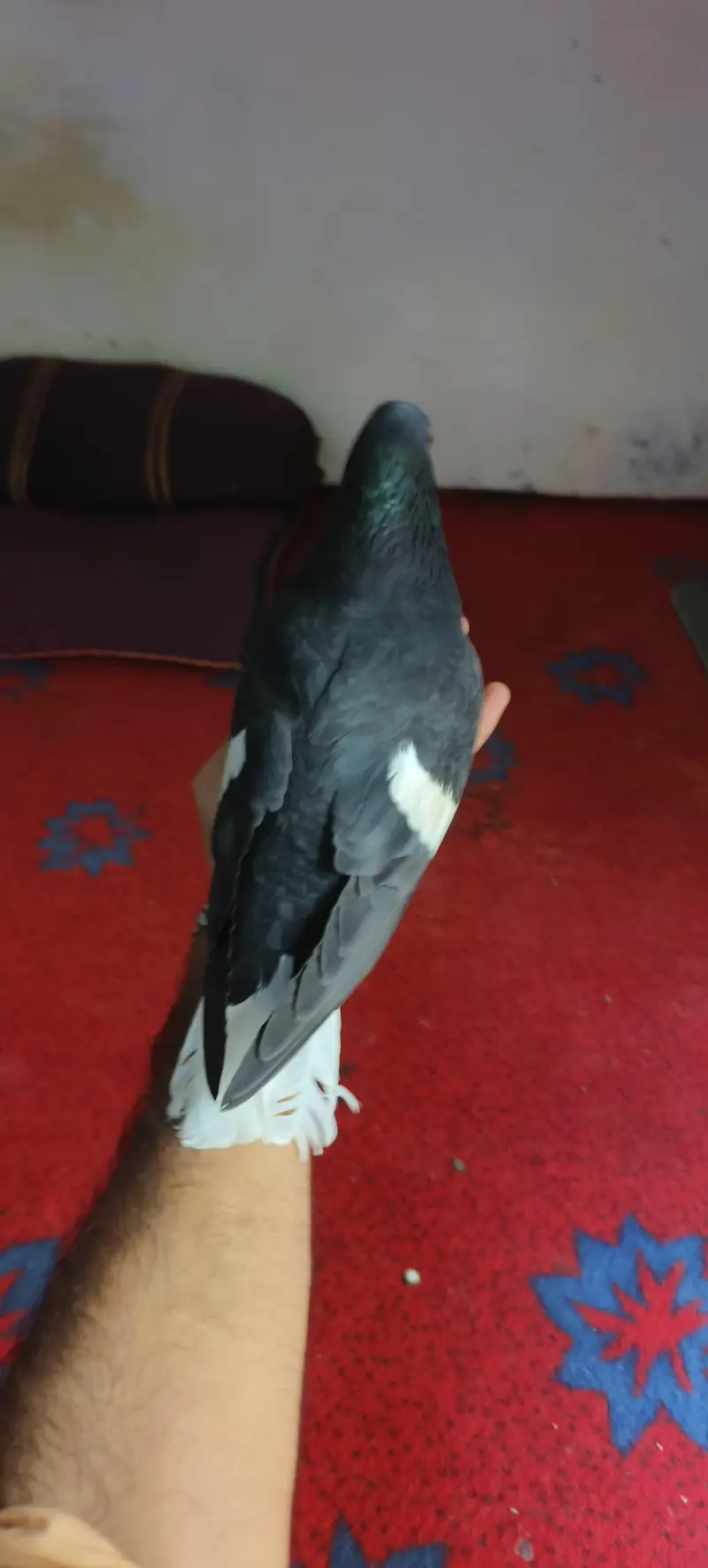 Beautiful pigeon for sale — photo 4