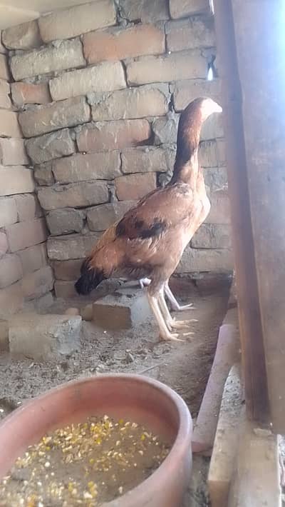 2 pure Aseel murgi for sale hai
