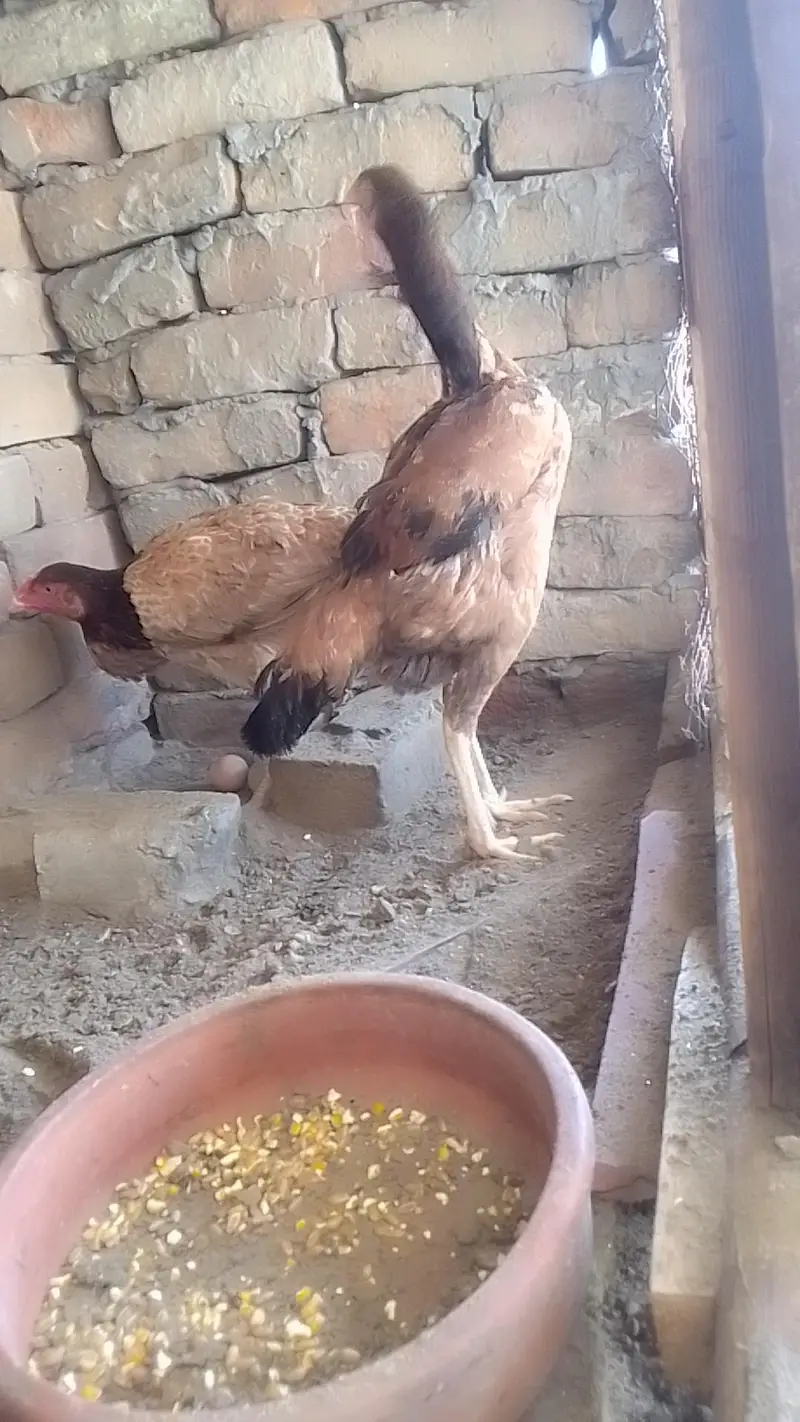 2 pure Aseel murgi for sale hai — photo 2