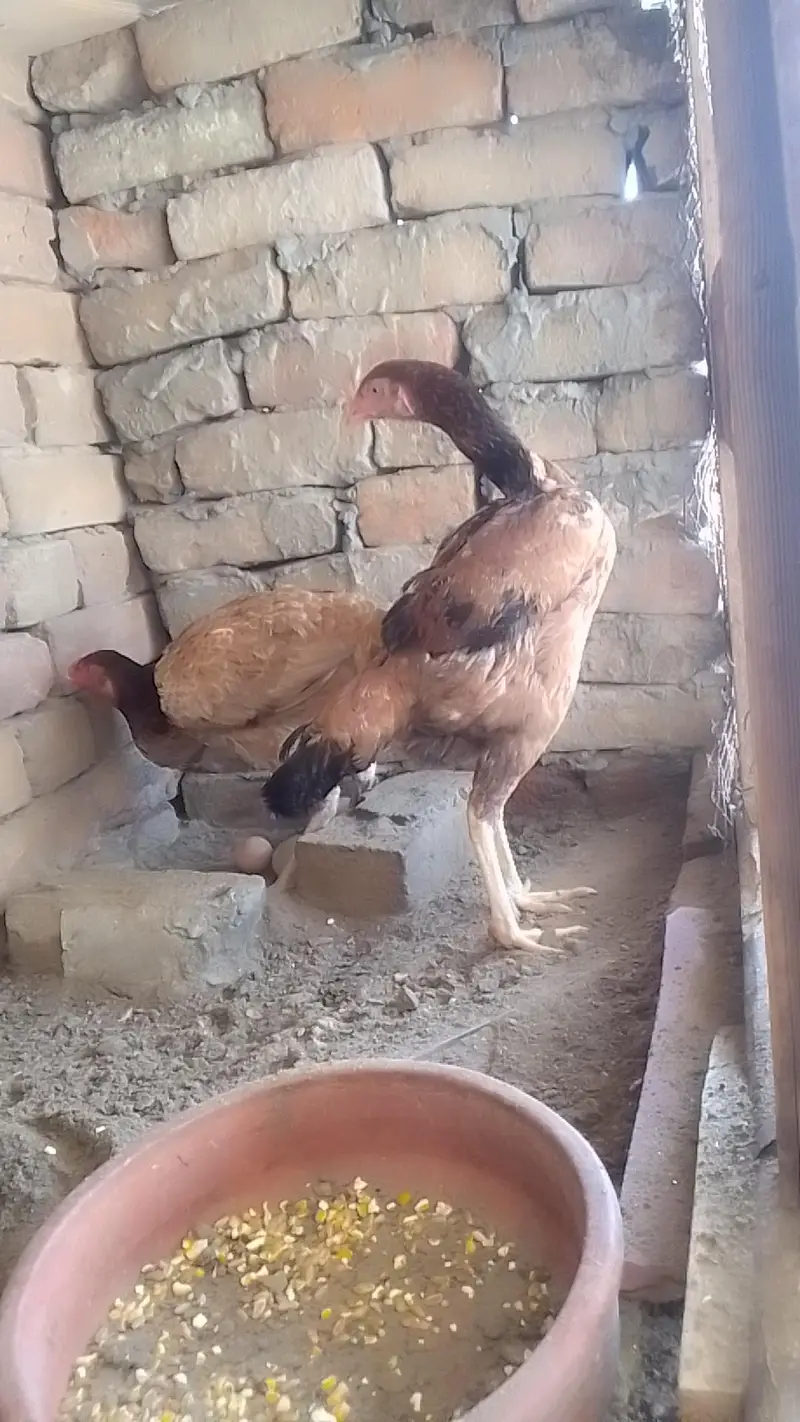 2 pure Aseel murgi for sale hai — photo 3