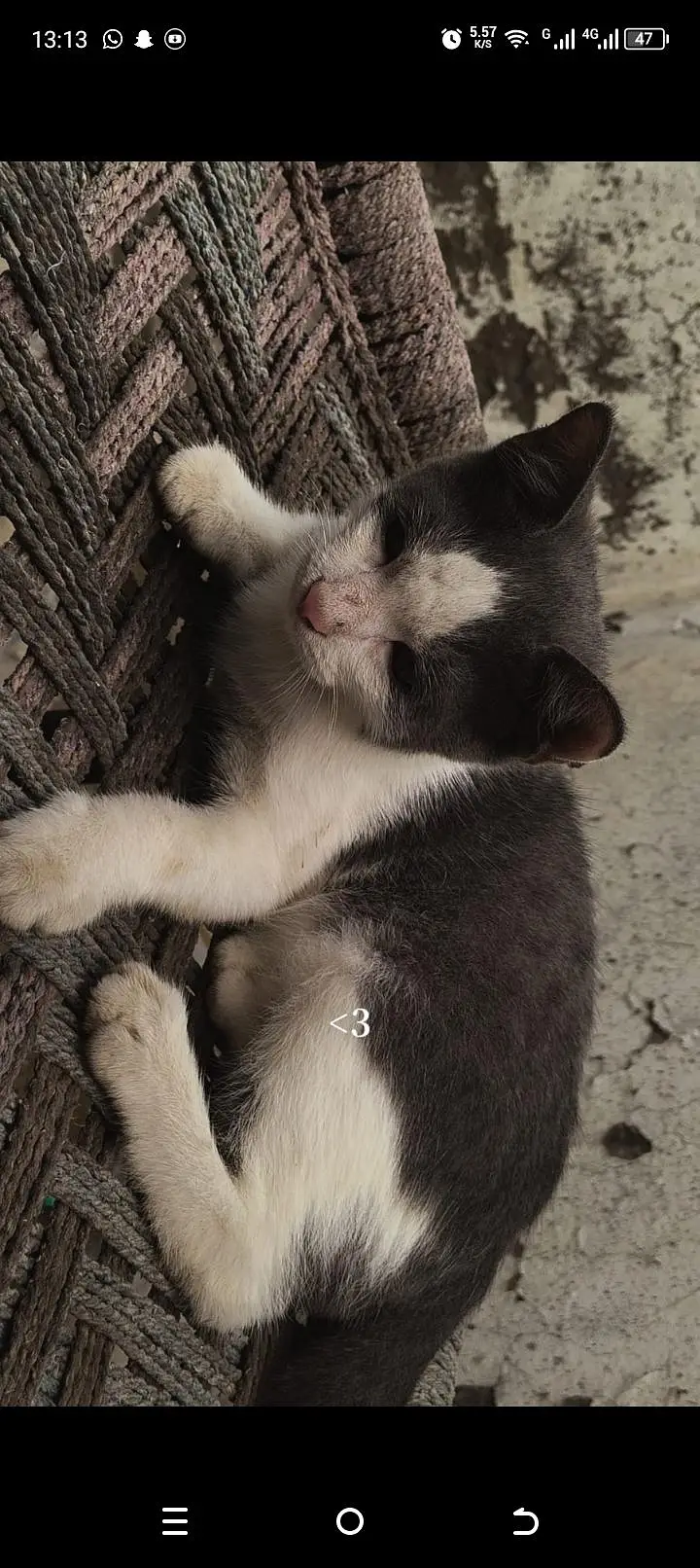 cat for sale — photo 2