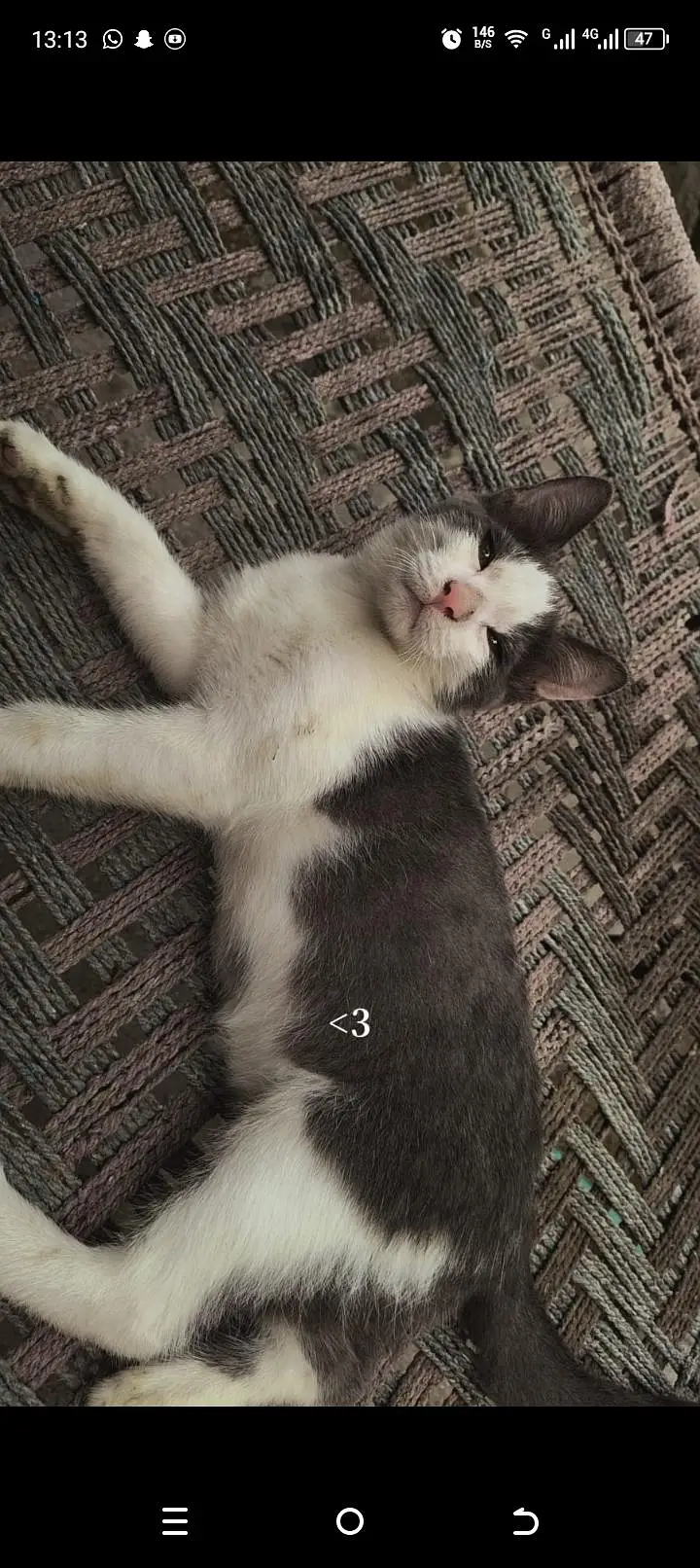 cat for sale — photo 3