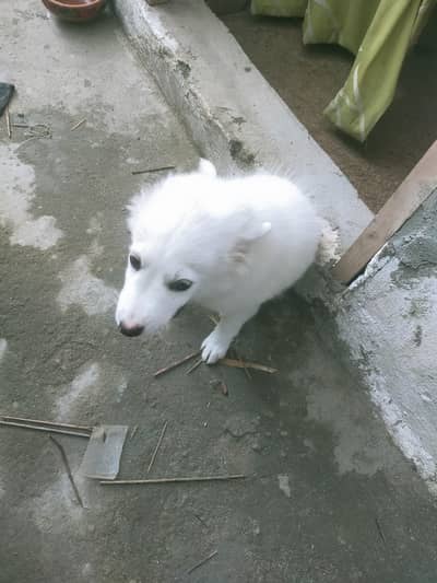 urgent sale