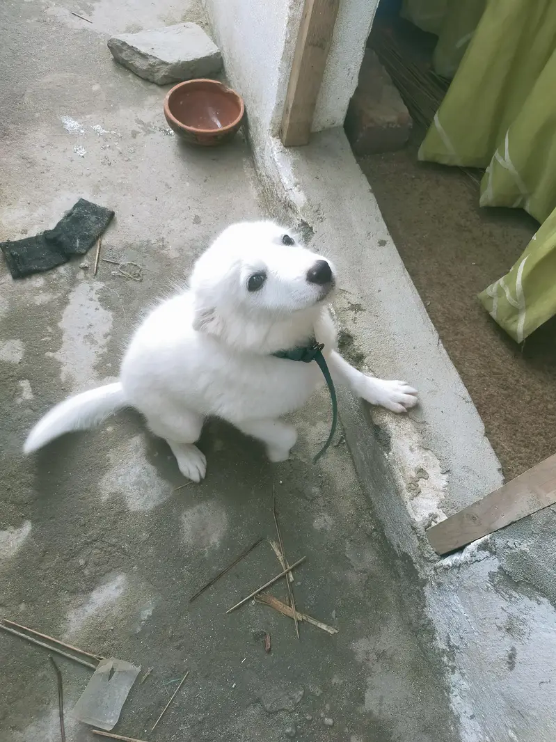 urgent sale — photo 3