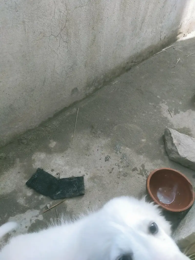 urgent sale — photo 4