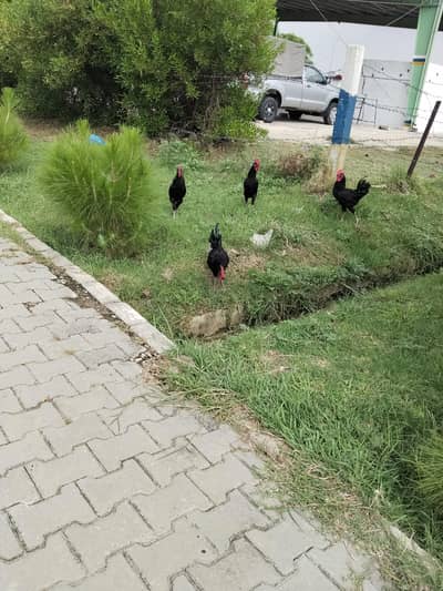 Austrolop Hens eggs Laying