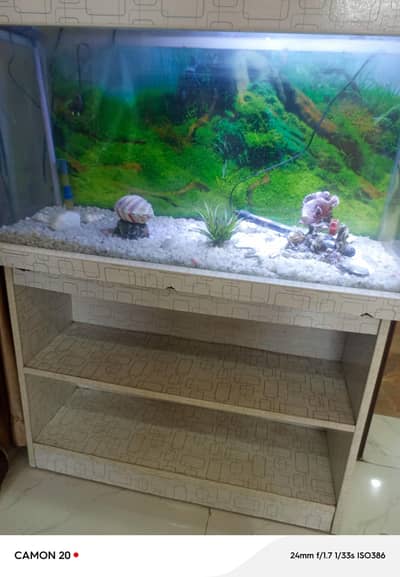 condition 10/10 aquarium