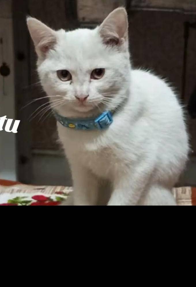 double coat cat 1