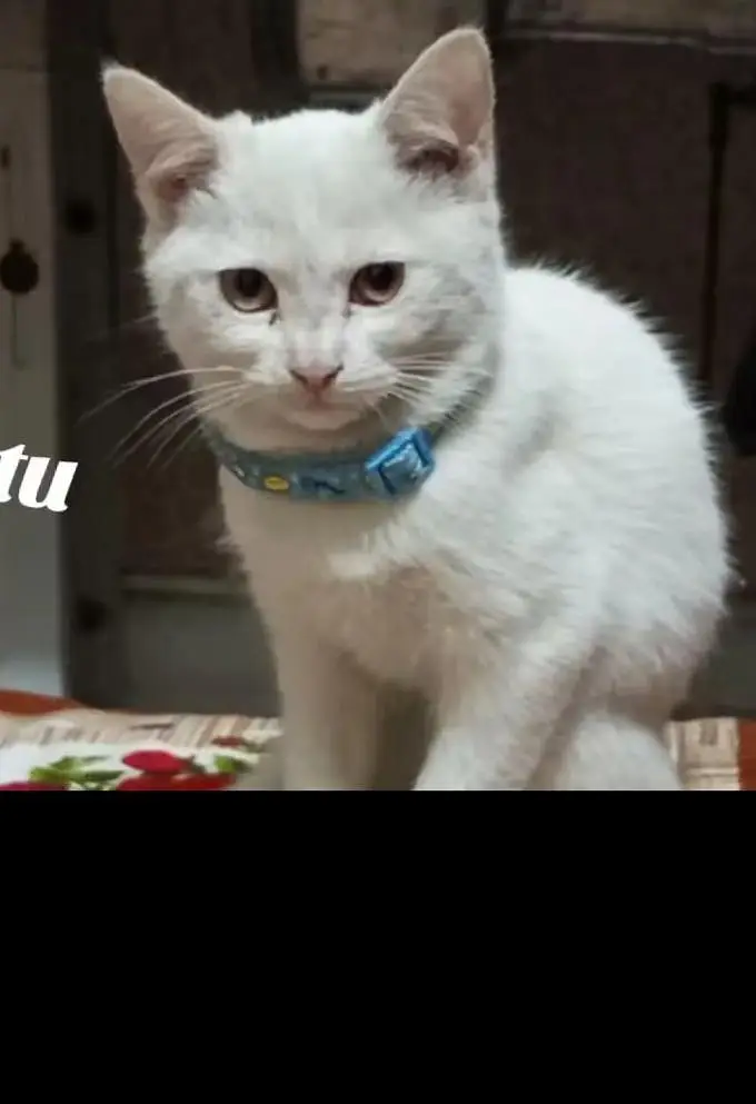 double coat cat — photo 2