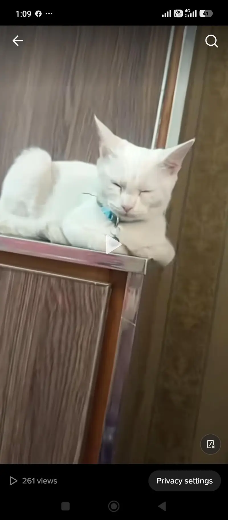 double coat cat — photo 3