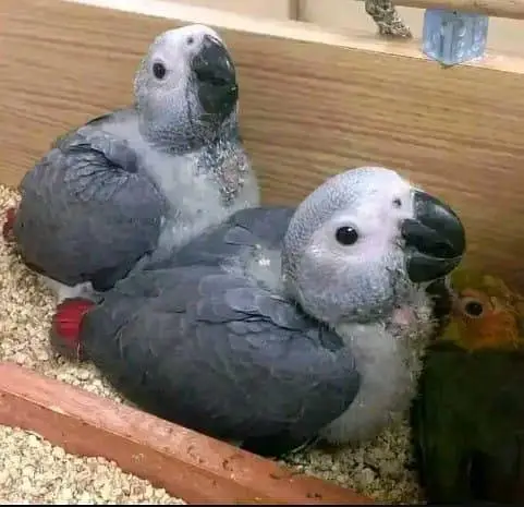 African grey parrot chicks for sale (03120454618) — photo 2