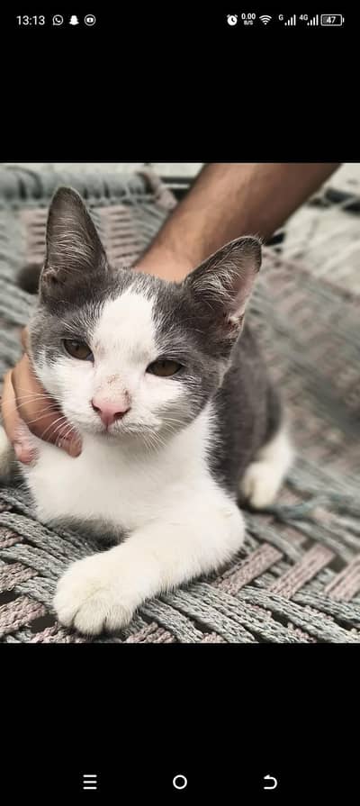cat for sale