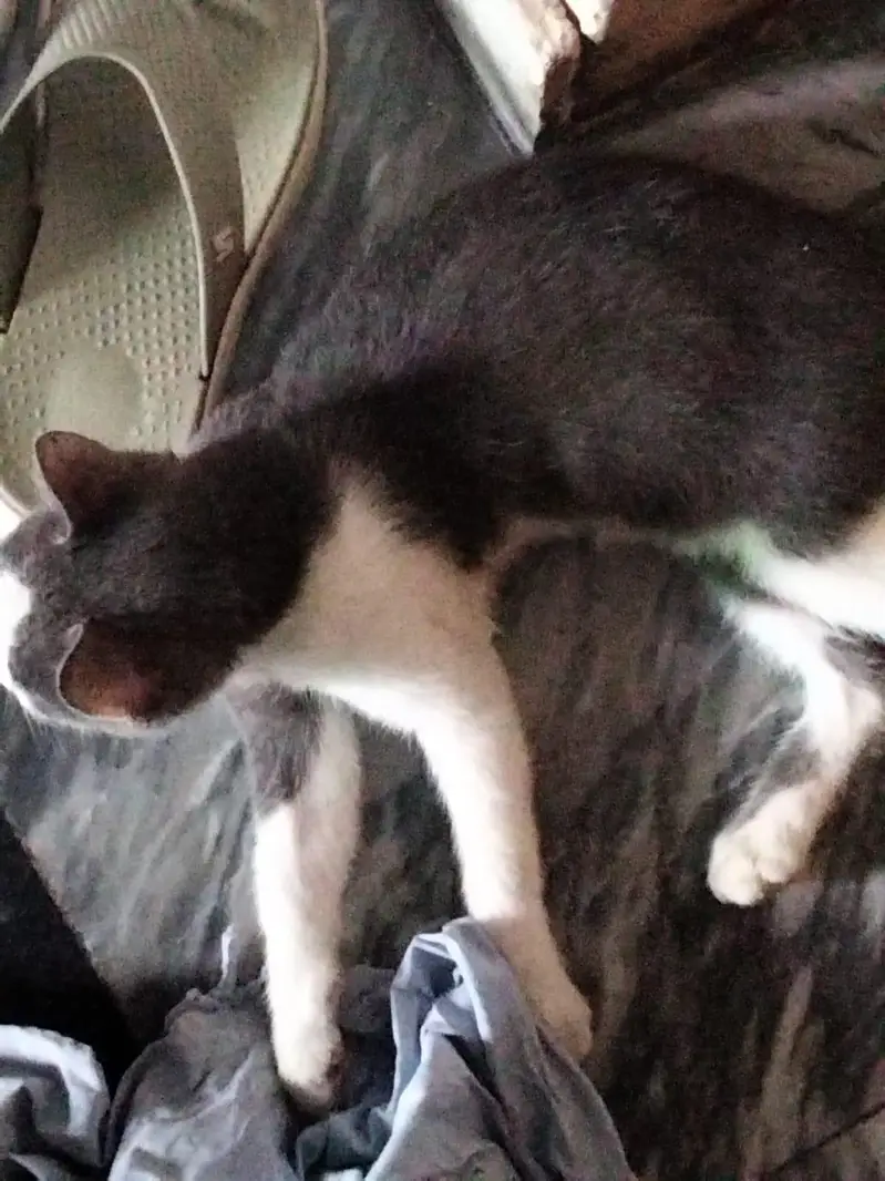 cat for sale — photo 4