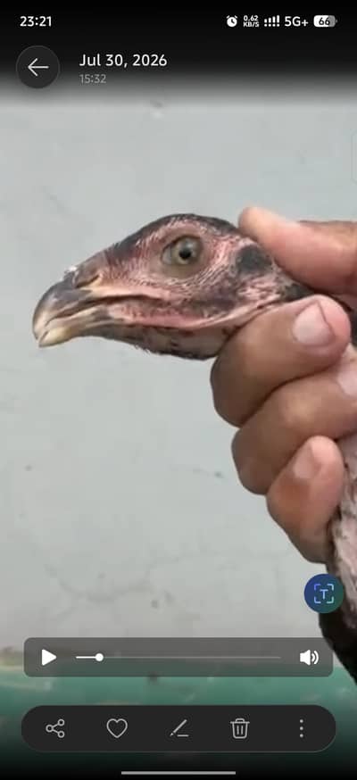 5 Vaitnami X indain bloodline Male Chicks