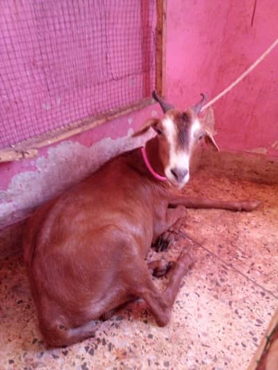 Bakra healthy and activity