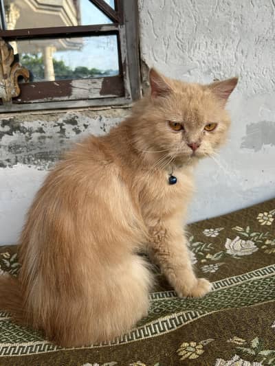 Persian female cat