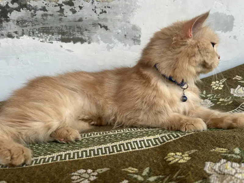 Persian female cat — photo 2