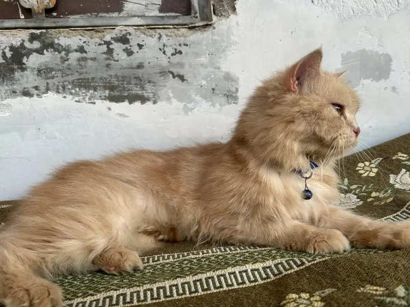 Persian female cat — photo 3