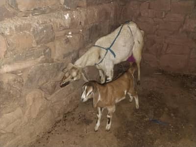 Bakrii and Bakari
