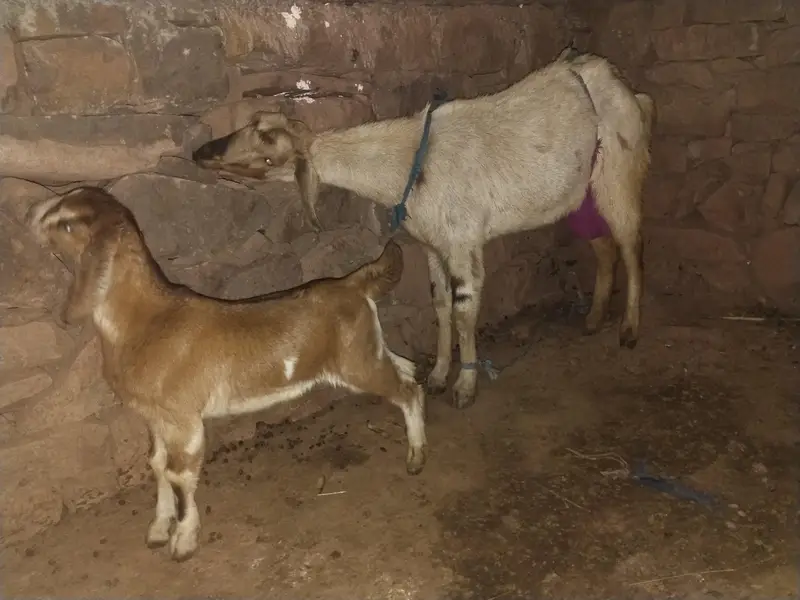Bakrii and Bakari — photo 2