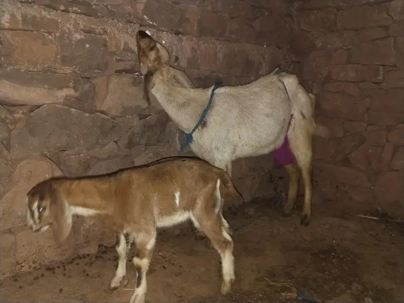 Bakrii and Bakari — photo 3