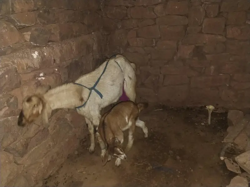 Bakrii and Bakari — photo 4