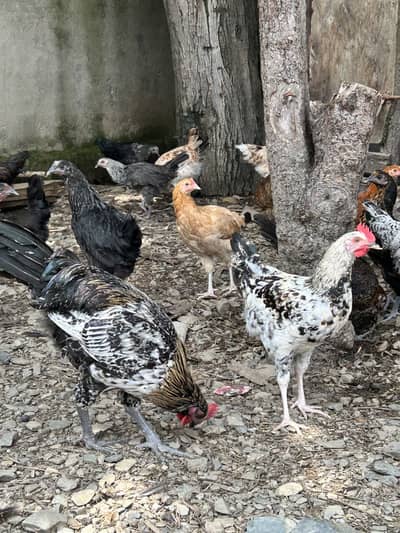 Golden Misri Male Murga For Sale (Only Male) 4 months age