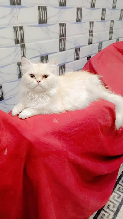 Persian punch face cat for sale