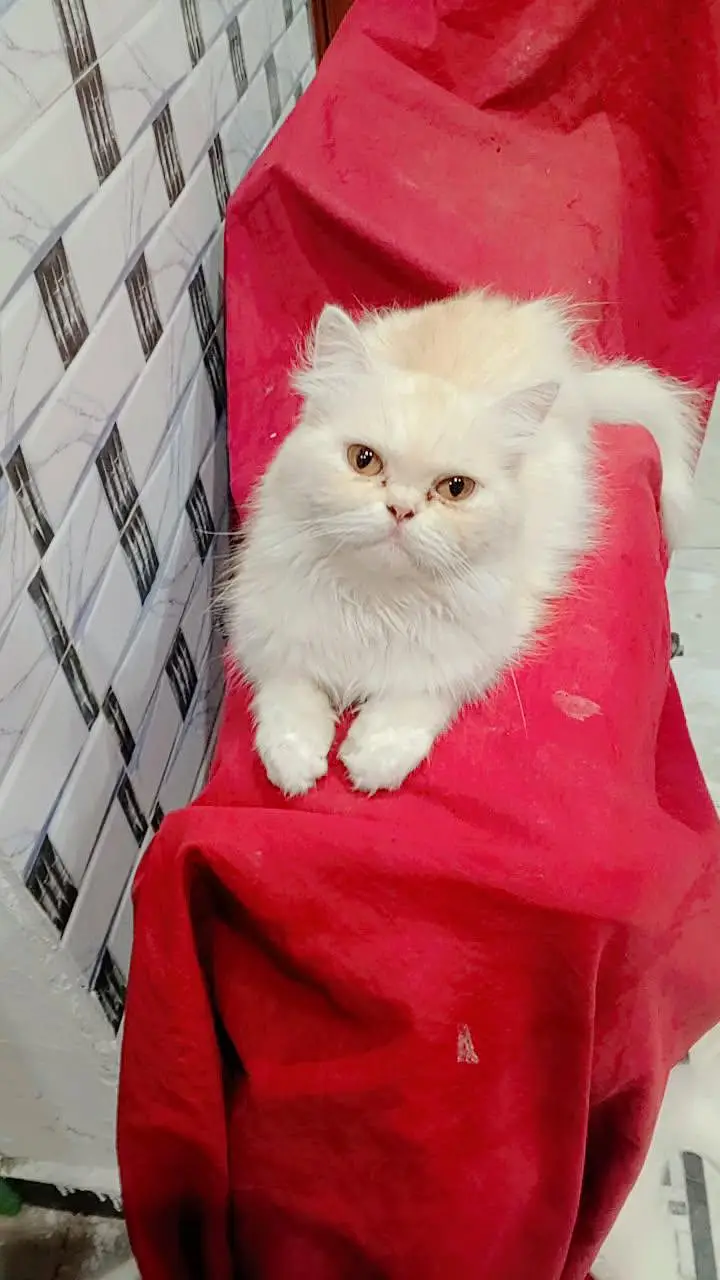 Persian punch face cat for sale — photo 2