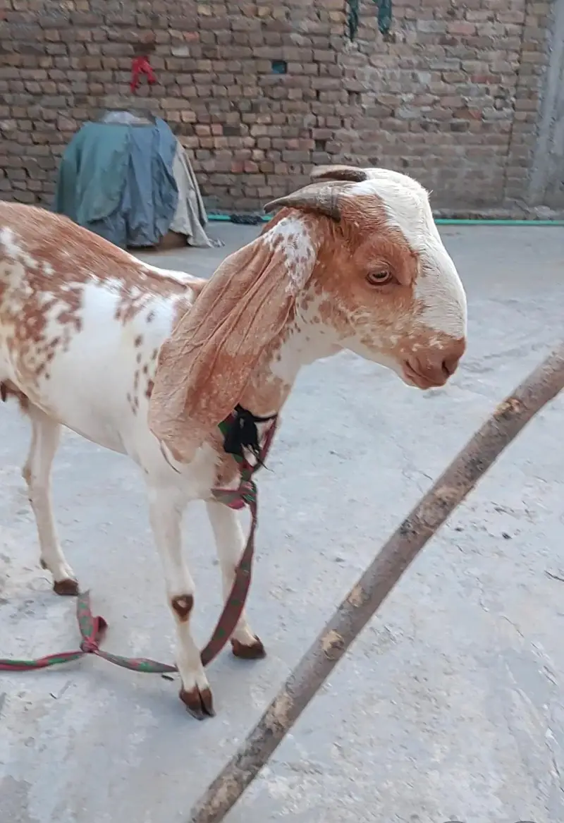 Beetal Bakri Fresh 2 Dant — photo 5