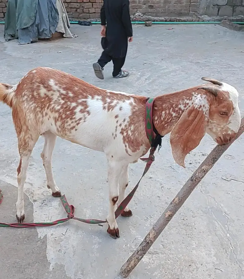 Beetal Bakri Fresh 2 Dant — photo 3
