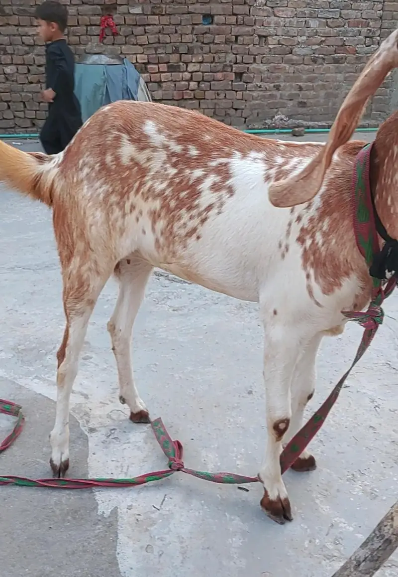 Beetal Bakri Fresh 2 Dant — photo 4