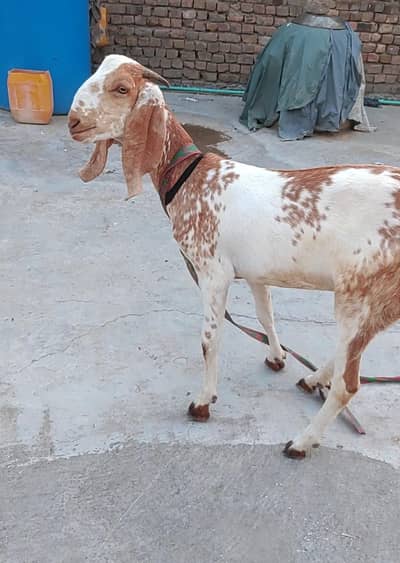 Beetal Bakri Fresh 2 Dant