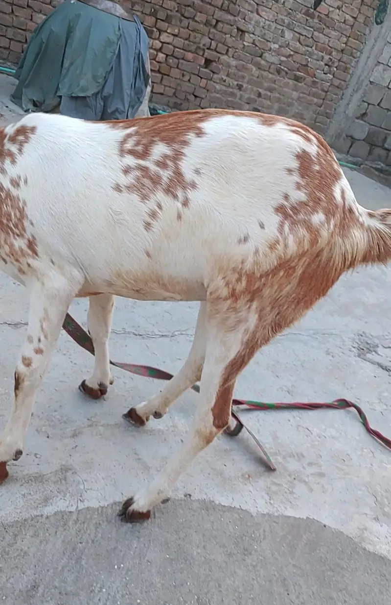 Beetal Bakri Fresh 2 Dant — photo 2