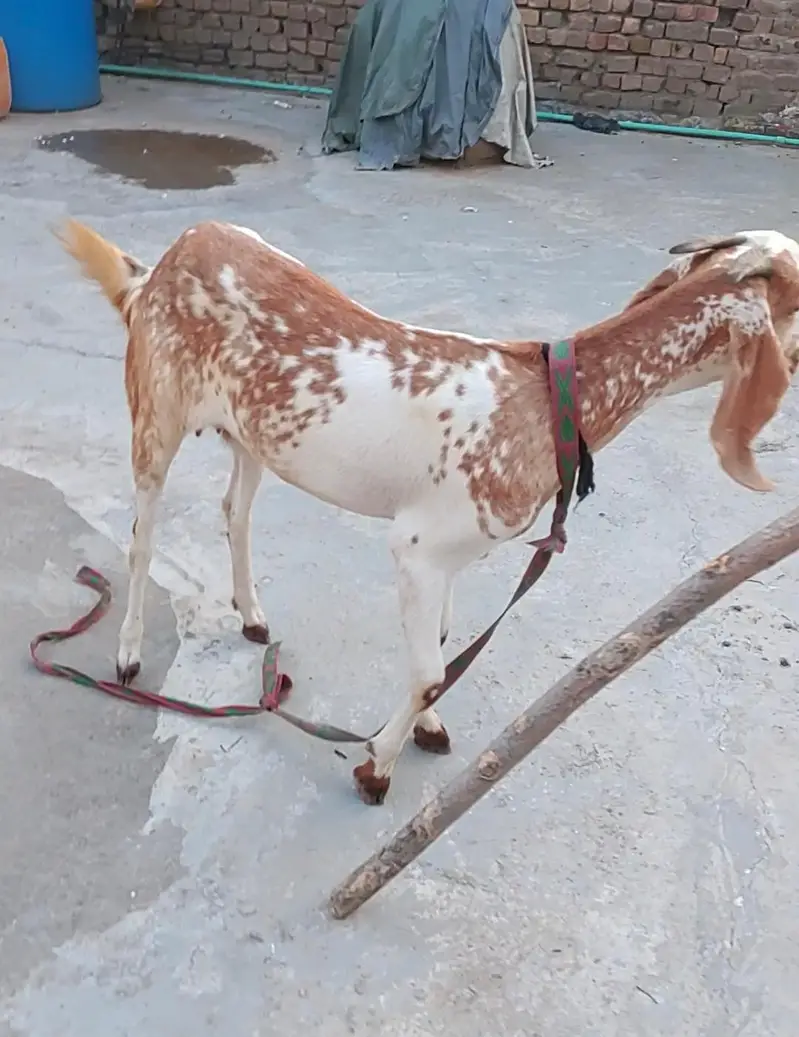 Beetal Bakri Fresh 2 Dant — photo 6