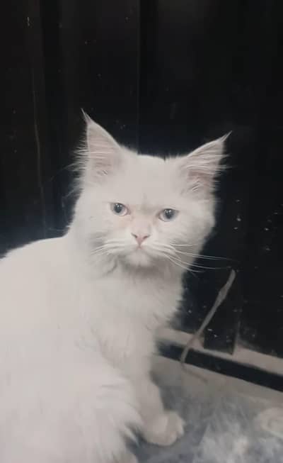 Persian Female Cat