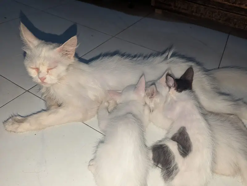 Persian Female Cat — photo 2