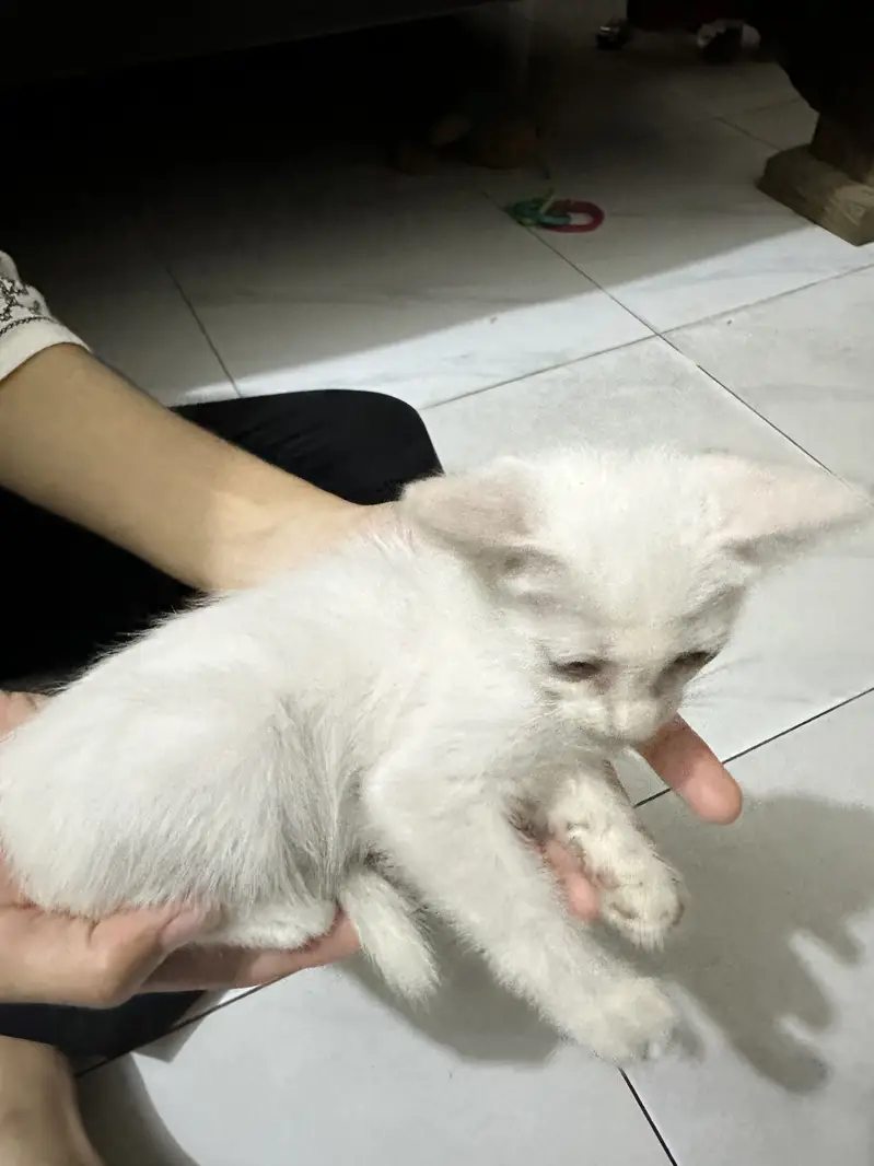 Persian Female Cat — photo 3