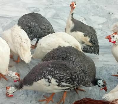 beautiful birds for sale