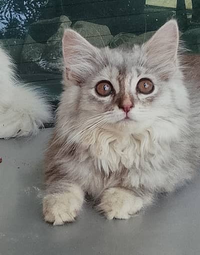 grey Persian kitten