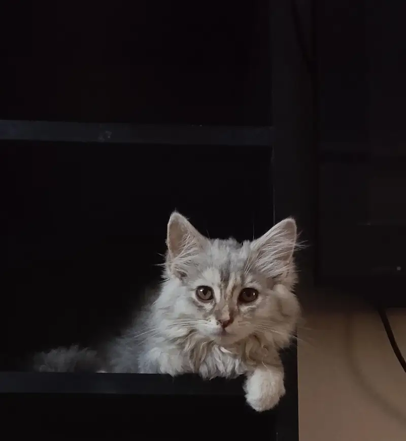 grey Persian kitten — photo 2