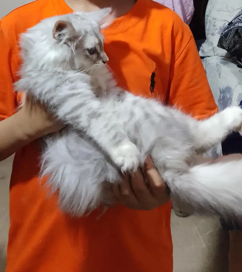 grey Persian kitten — photo 3