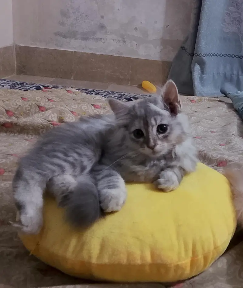 grey Persian kitten — photo 4