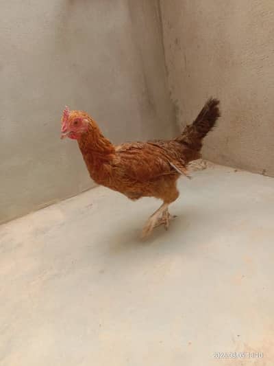 Hen for sale