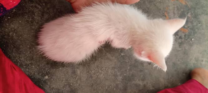 health active female kitten
