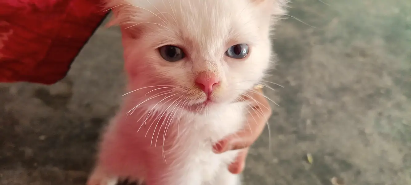health active female kitten — photo 2