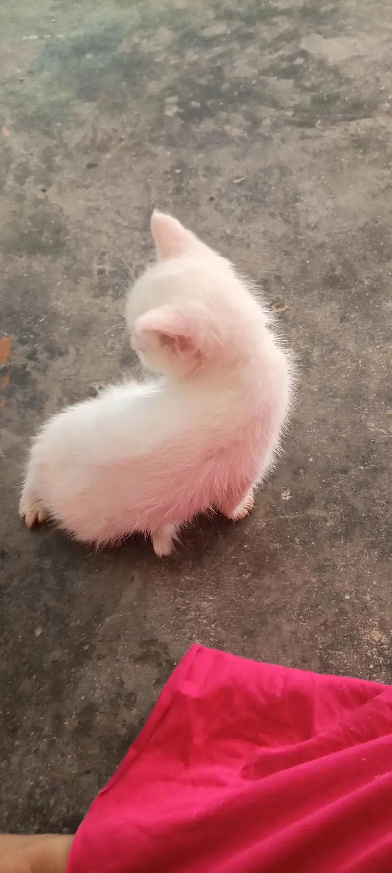 health active female kitten — photo 3