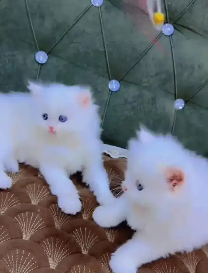 (Persian female kitten) (for sale all) (Pakistan delivery available) — photo 3