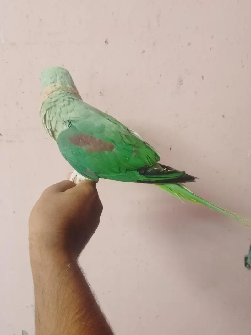 ghar ka pala howa pahari tota — photo 2
